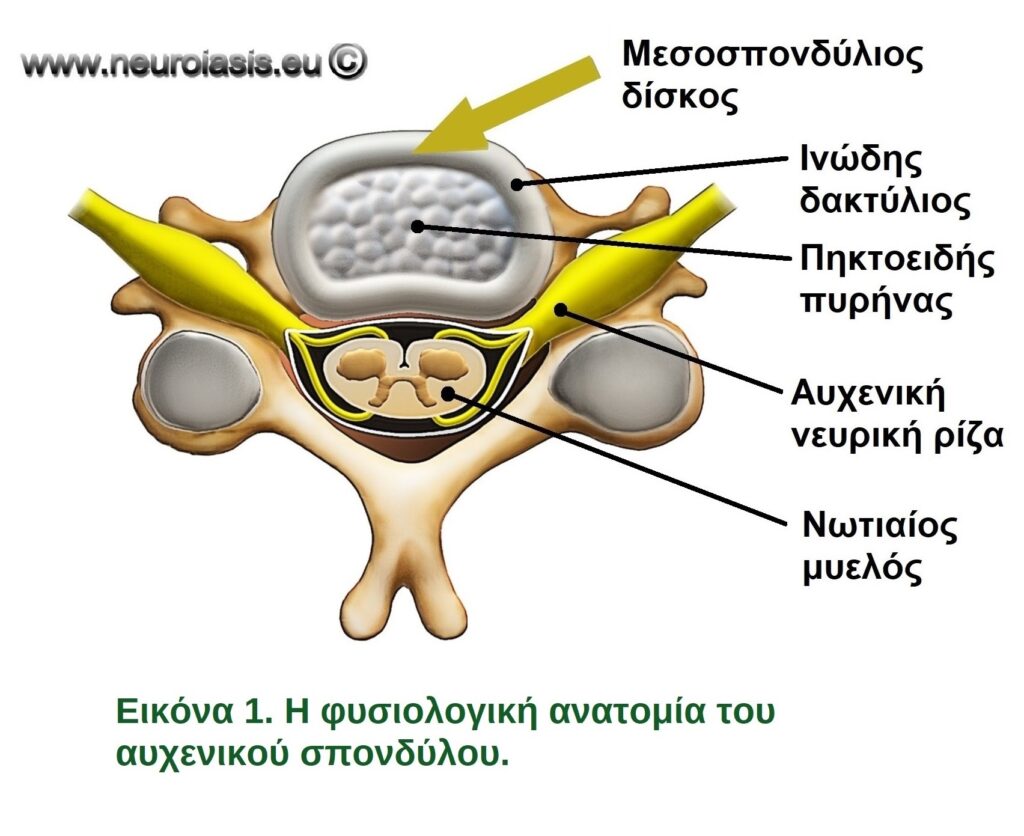 Εικόνα 1. Η φυσιολογική ανατομία του αυχενικού σπονδύλου.